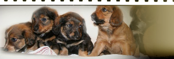 Tierfotografie