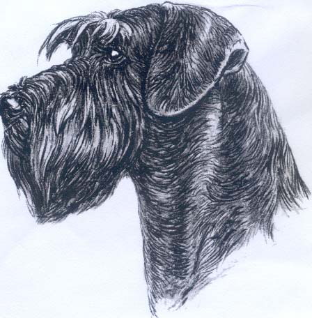 schnauzer_links